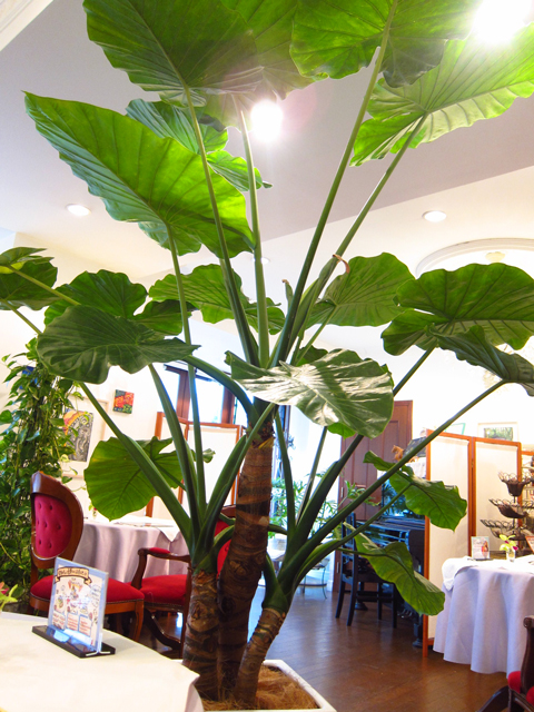 ボタニカル カフェ 観葉植物がいっぱいの植物園のようなボタニカル カフェ 英国紅茶サロン メイフェア